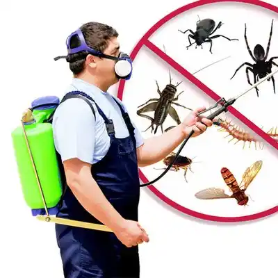 pest control Holly